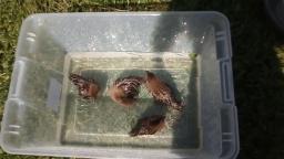 Ducklings Swimming!