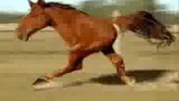 Two legged horse