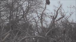 A BALD EAGLE IN SUFFOLK COUNTY