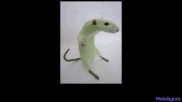 FUNNY GREEN RAT XD