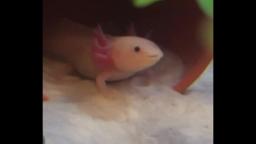 axolotl ow my ears