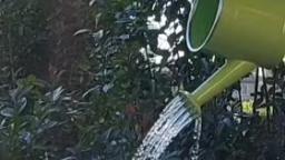 Water being poured from watering can