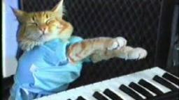 Keyboard Cat REINCARNATED!