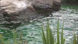 SEA LIONS AT THE ZOO