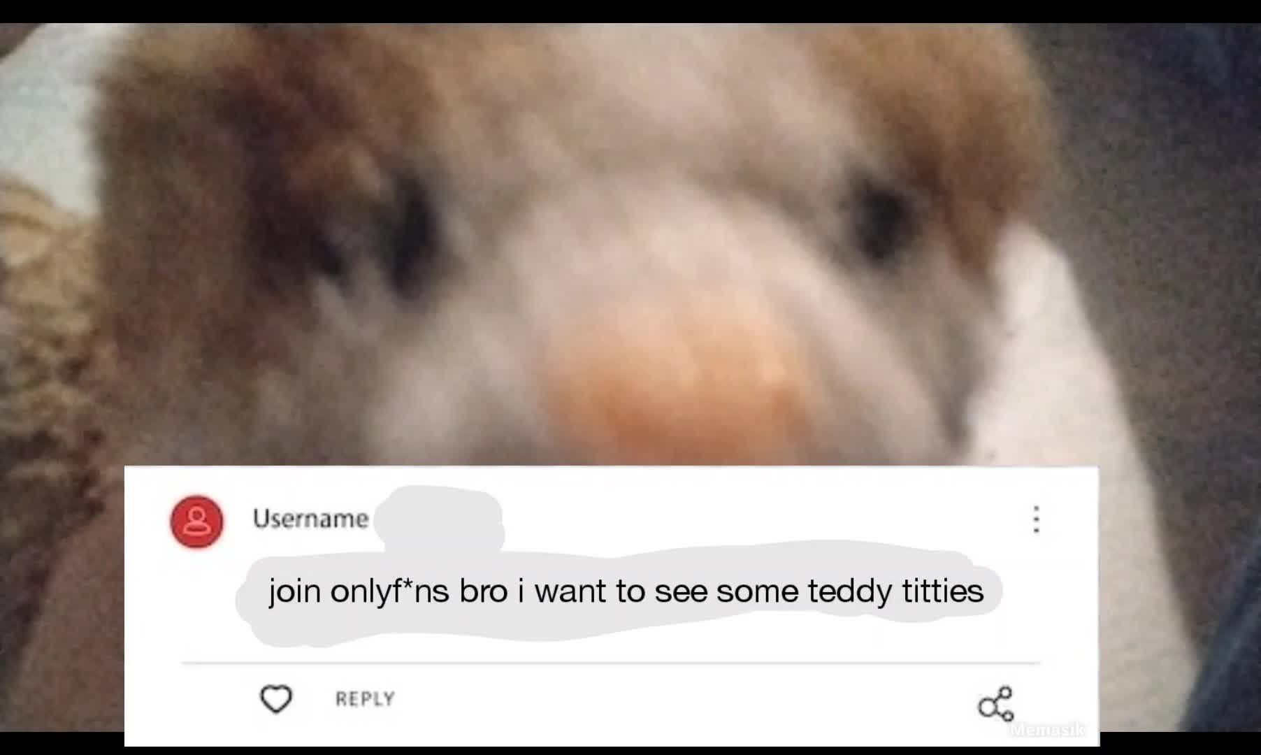 A teddy joins onlyf*ns?