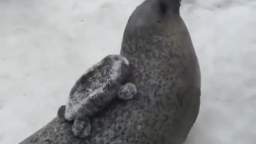 Seal :3