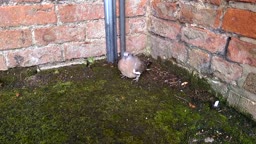 baby wood pigeon