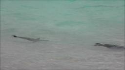 Large Fish in Bermuda's Beach