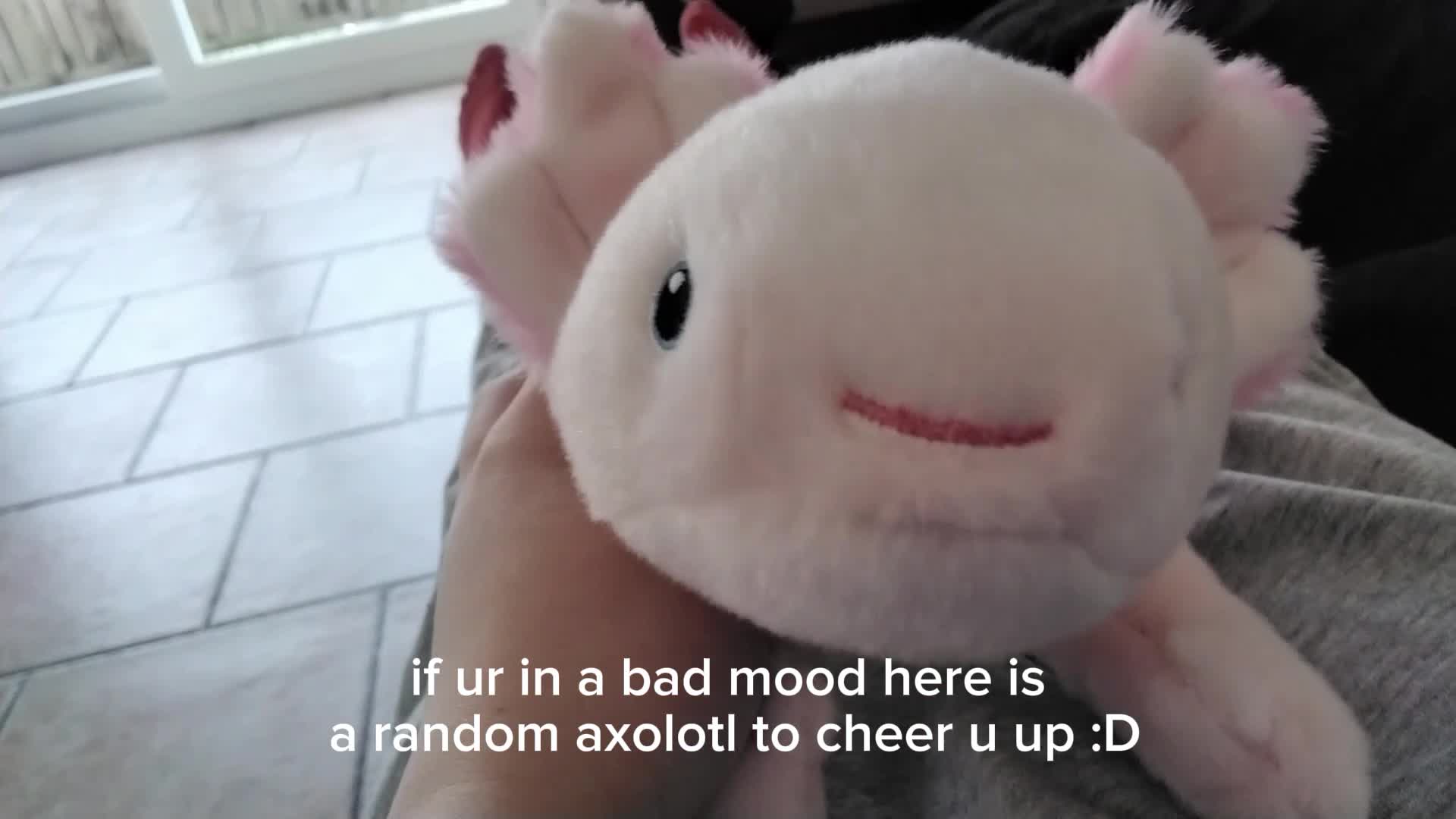 Cute axolotl